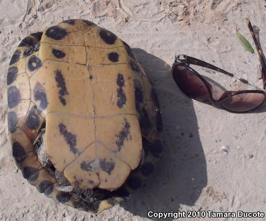 Pond Slider (Trachemys scripta)