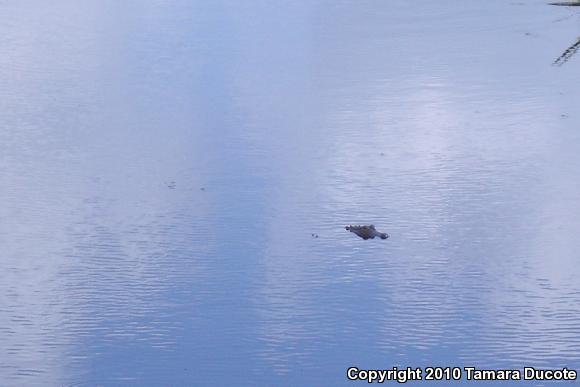 American Alligator (Alligator mississippiensis)