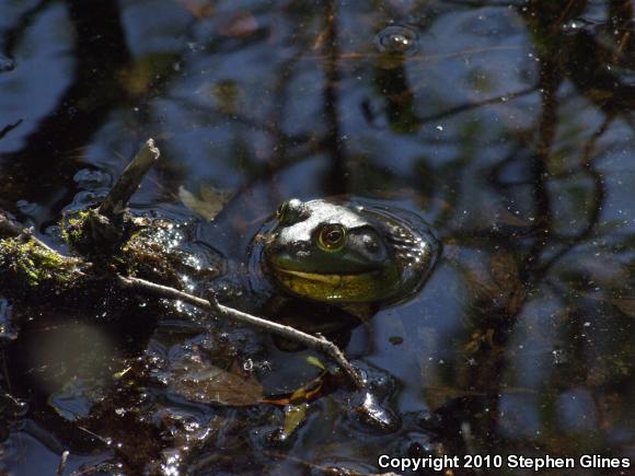 American Bullfrog (Lithobates catesbeianus)