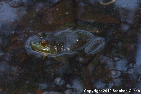 American Bullfrog (Lithobates catesbeianus)