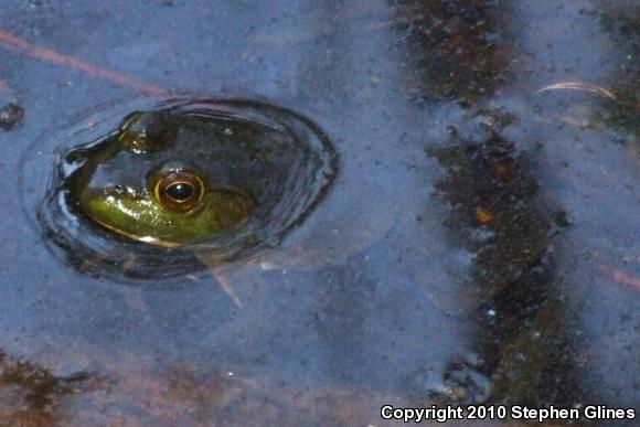 American Bullfrog (Lithobates catesbeianus)