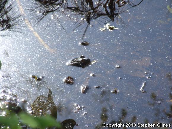 American Bullfrog (Lithobates catesbeianus)