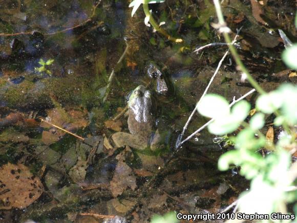 American Bullfrog (Lithobates catesbeianus)