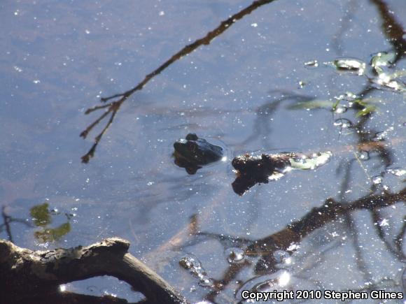 American Bullfrog (Lithobates catesbeianus)