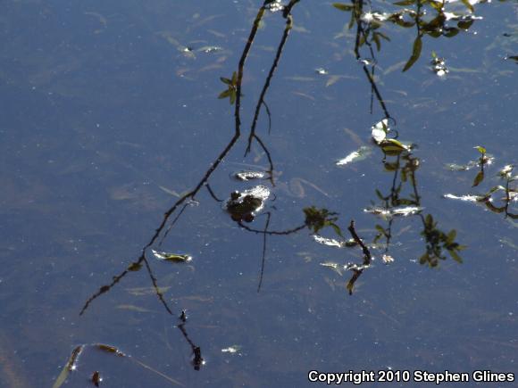 American Bullfrog (Lithobates catesbeianus)