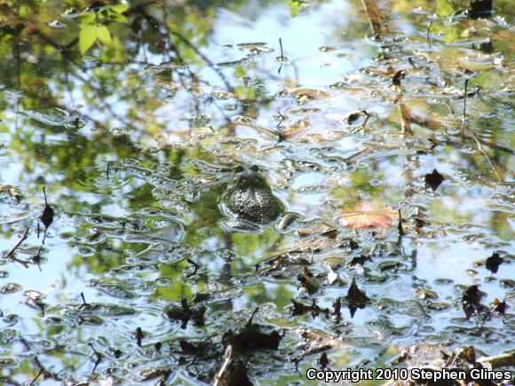 American Bullfrog (Lithobates catesbeianus)