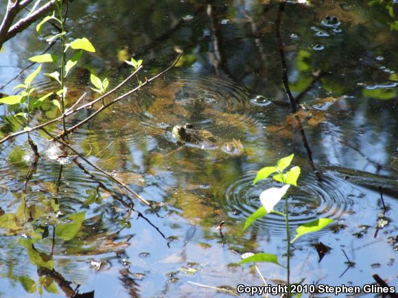 American Bullfrog (Lithobates catesbeianus)