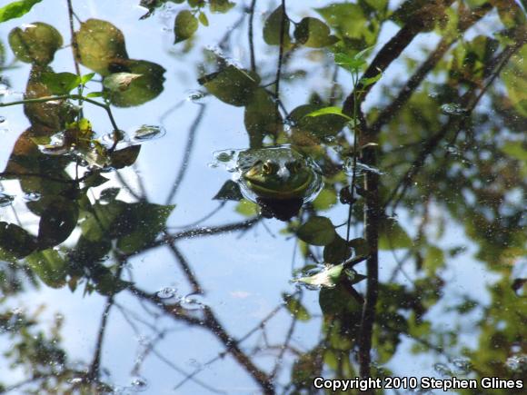 American Bullfrog (Lithobates catesbeianus)