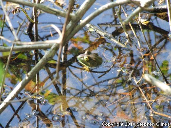 American Bullfrog (Lithobates catesbeianus)