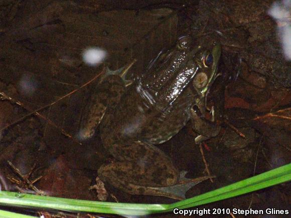 Northern Green Frog (Lithobates clamitans melanota)