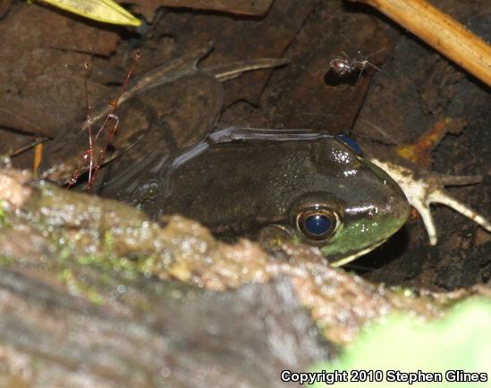 Northern Green Frog (Lithobates clamitans melanota)