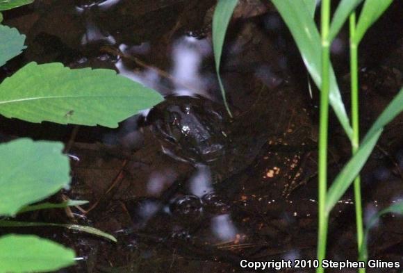 Northern Green Frog (Lithobates clamitans melanota)