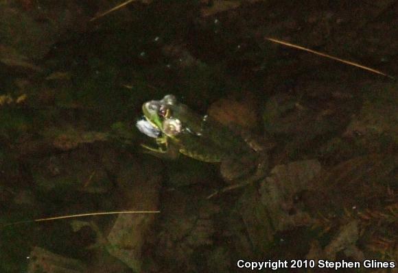 Northern Green Frog (Lithobates clamitans melanota)