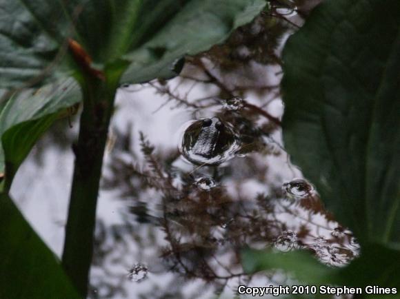 Northern Green Frog (Lithobates clamitans melanota)