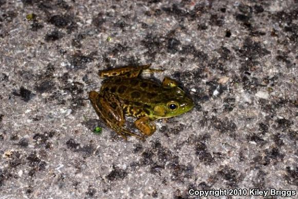 Mink Frog (Lithobates septentrionalis)