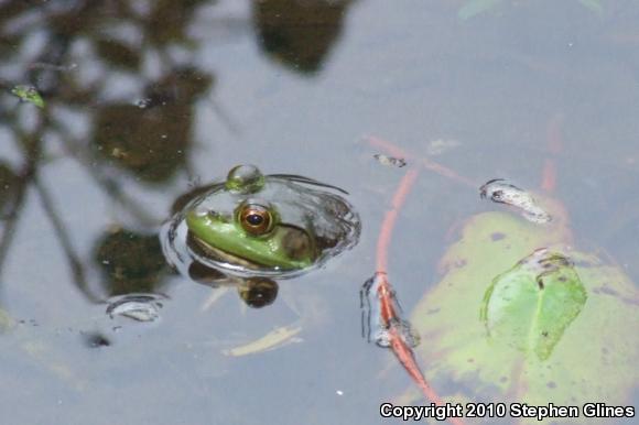 American Bullfrog (Lithobates catesbeianus)