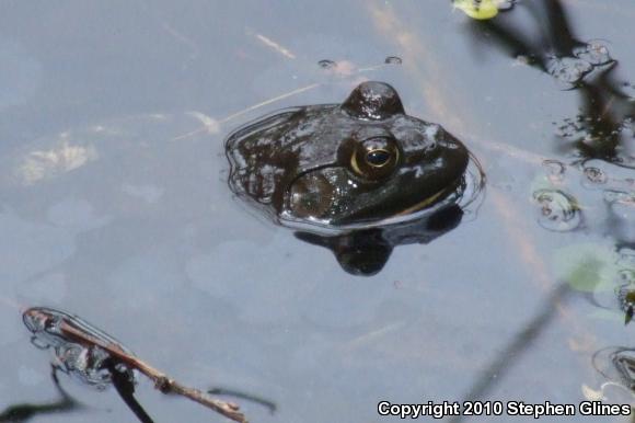 American Bullfrog (Lithobates catesbeianus)