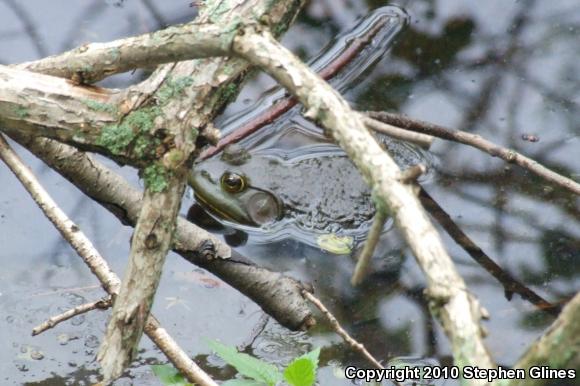 American Bullfrog (Lithobates catesbeianus)