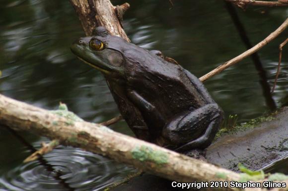 American Bullfrog (Lithobates catesbeianus)