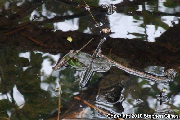 American Bullfrog (Lithobates catesbeianus)