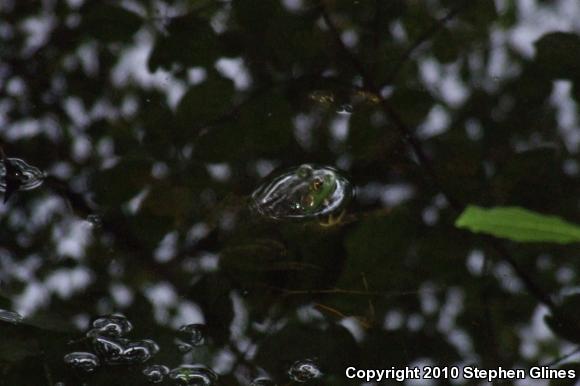 American Bullfrog (Lithobates catesbeianus)