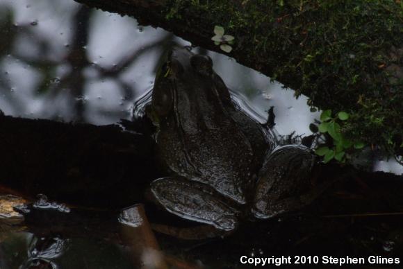 Northern Green Frog (Lithobates clamitans melanota)