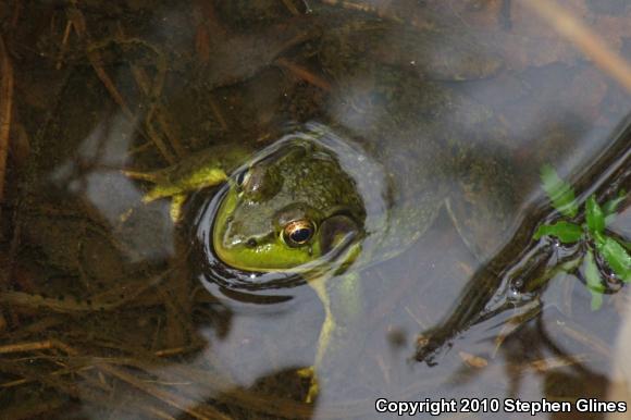 Northern Green Frog (Lithobates clamitans melanota)