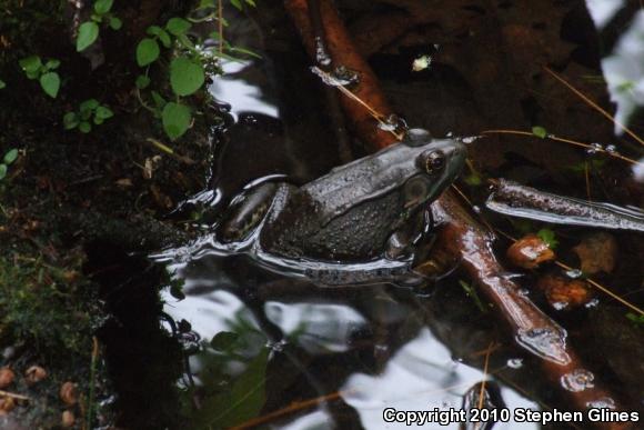 Northern Green Frog (Lithobates clamitans melanota)