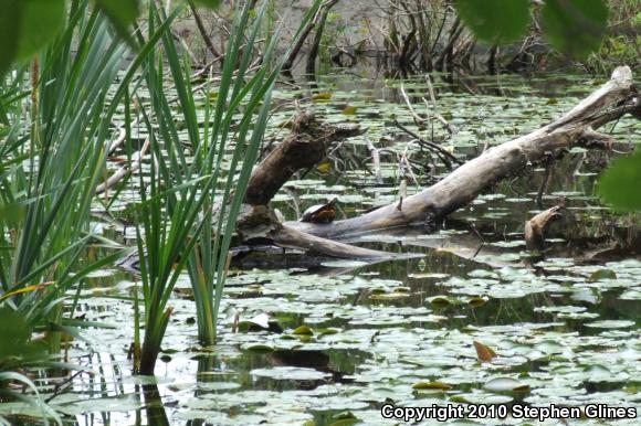 Eastern Painted Turtle (Chrysemys picta picta)