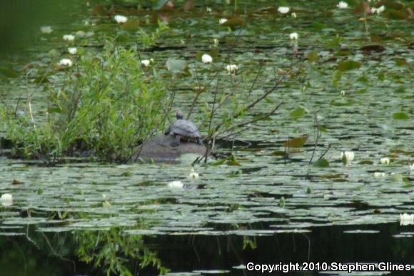 Eastern Painted Turtle (Chrysemys picta picta)