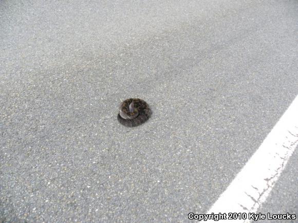 Timber Rattlesnake (Crotalus horridus)