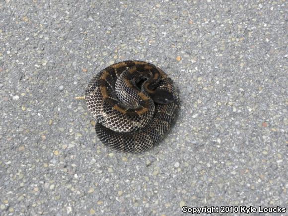 Timber Rattlesnake (Crotalus horridus)