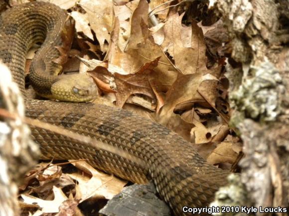 Timber Rattlesnake (Crotalus horridus)