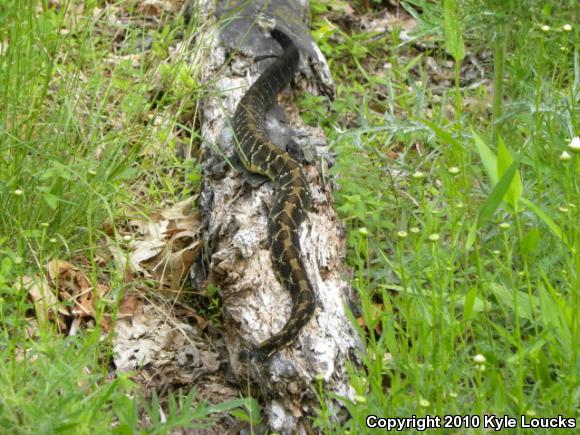 Timber Rattlesnake (Crotalus horridus)