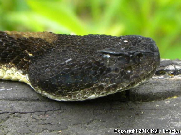 Timber Rattlesnake (Crotalus horridus)