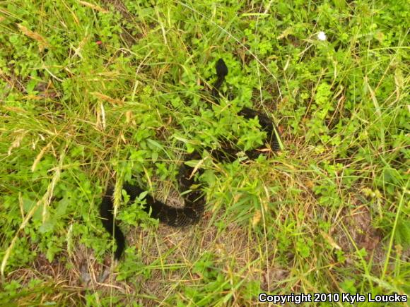 Timber Rattlesnake (Crotalus horridus)