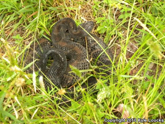 Timber Rattlesnake (Crotalus horridus)