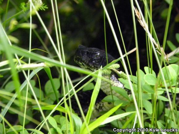 Timber Rattlesnake (Crotalus horridus)