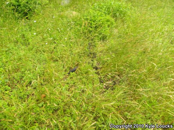 Timber Rattlesnake (Crotalus horridus)