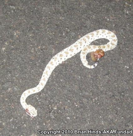 Colorado Desert Sidewinder (Crotalus cerastes laterorepens)