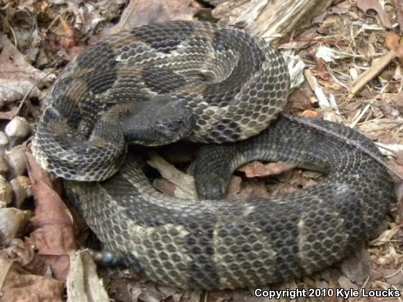 Timber Rattlesnake (Crotalus horridus)