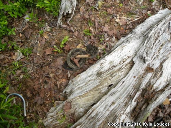 Timber Rattlesnake (Crotalus horridus)