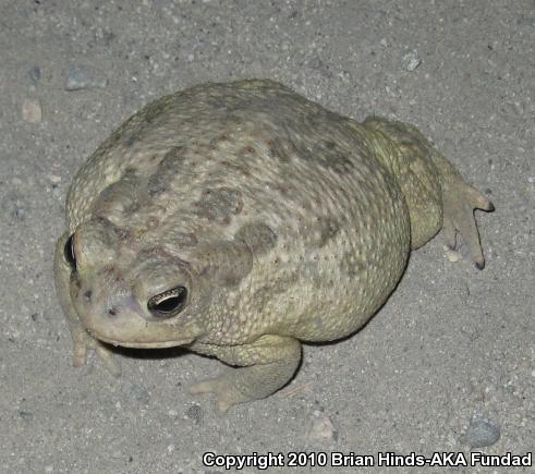 Great Plains Toad (Anaxyrus cognatus)