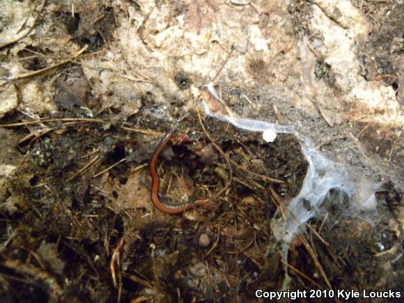 Eastern Red-backed Salamander (Plethodon cinereus)