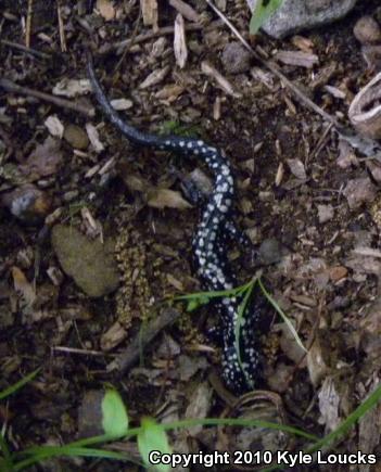 Northern Slimy Salamander (Plethodon glutinosus)