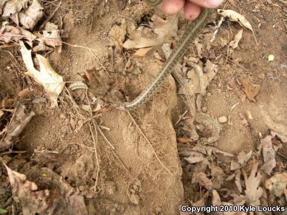 Eastern Gartersnake (Thamnophis sirtalis sirtalis)