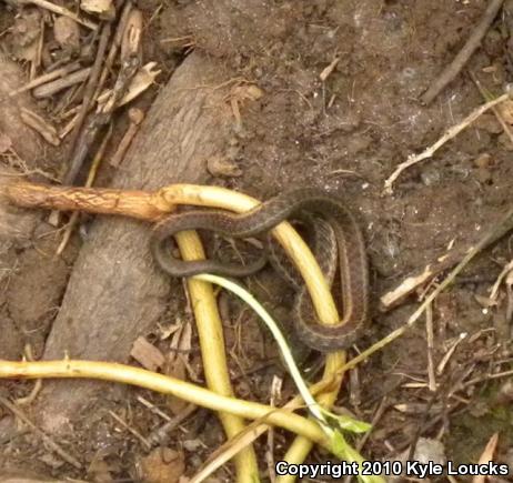 Eastern Gartersnake (Thamnophis sirtalis sirtalis)