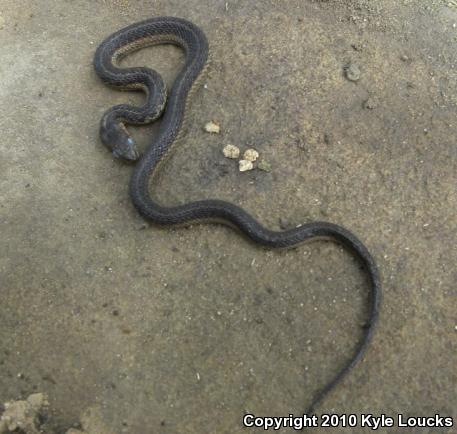 Eastern Gartersnake (Thamnophis sirtalis sirtalis)