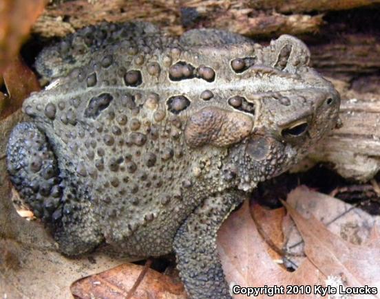 Eastern American Toad (Anaxyrus americanus americanus)