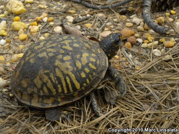 Eastern Box Turtle (Terrapene carolina carolina)